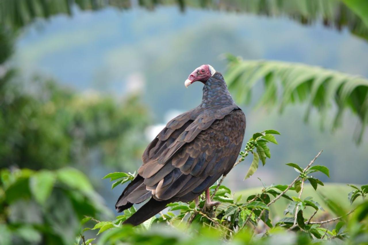 Calarcá Finca Turistica Santa Clara 호스텔 외부 사진